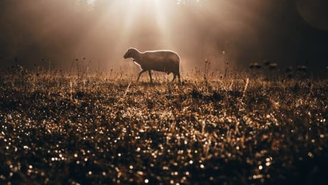 lost sheep
